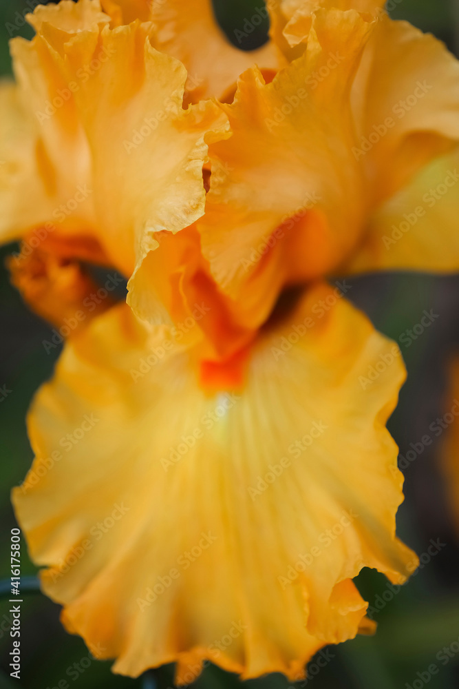Fototapeta premium Peach bearded iris