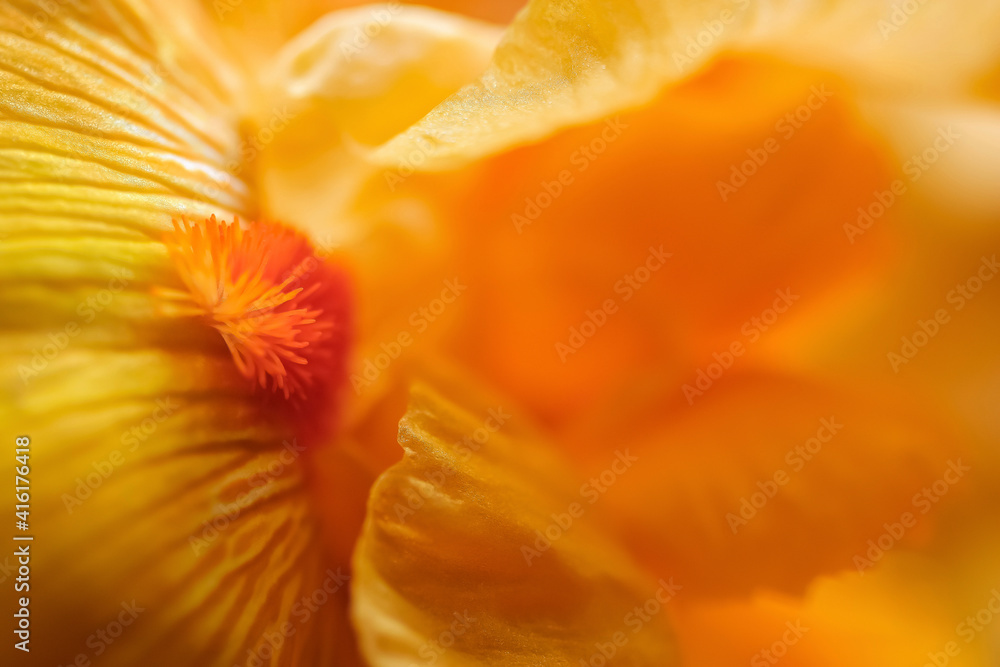 Obraz premium Bearded iris flower close-up