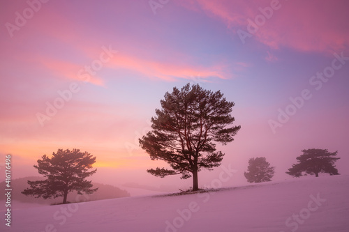 Pine trees in the foothills of Velka Fatra mountains in Slovakia. photo