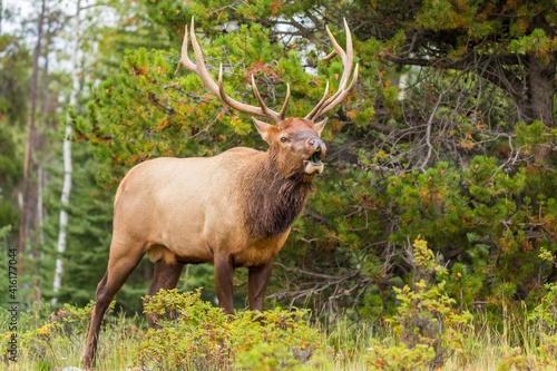 Bull Elk (Cervus canadensis) (Wapiti) with big antlers, calling a cow elk during the rut season in fall in the Canadian Rockies © Max