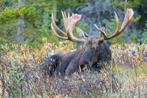 Bull Moose (Alces alces) with big antlers laying down on tall grass, resting during fall rutting season in the Canadian Rockies