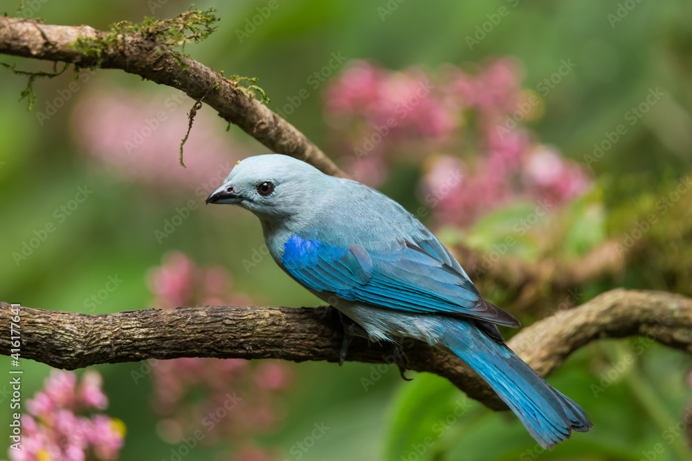 Blue-gray Tanager (Thraupis Episcopus) perched on a branch with pink flowers on the background in the rainforest Blue-gray Tanager (Thraupis Episcopus) perched on a branch with pink flowers on the background in the rainforest
