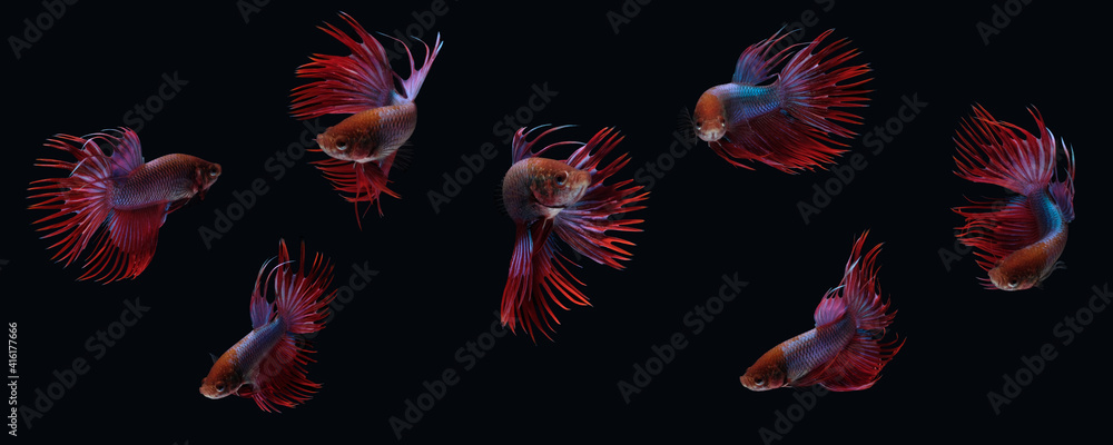 Photo collage of red purple crown tail betta siamnse fighting fish isolated on black color background Photo collage of red purple crown tail betta siamnse fighting fish isolated on black color background