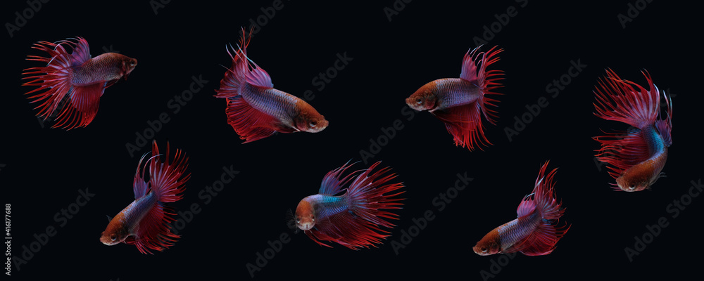 Photo collage of red purple crown tail betta siamnse fighting fish isolated on black color background Photo collage of red purple crown tail betta siamnse fighting fish isolated on black color background