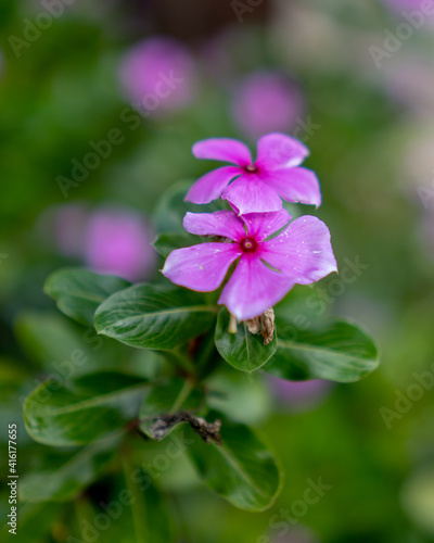 Flor violeta con hojas verdes