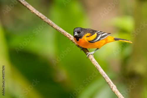 Male juvenile Baltimore Oriole (Icterus Galbula) perched looking for food in the rainforest photo