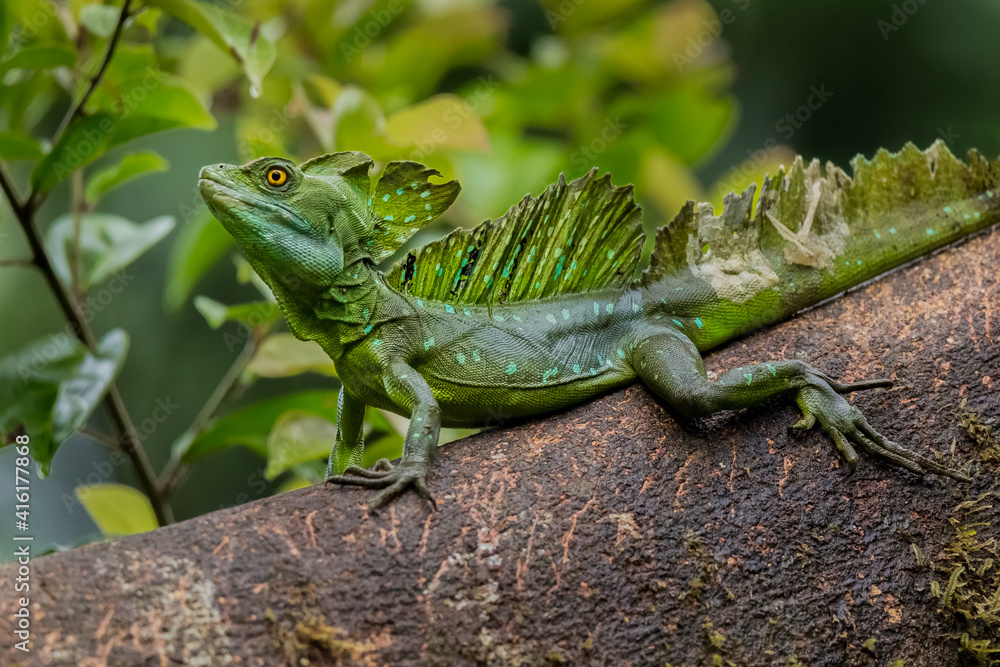 Green Basilisk lizard (Basiliscus plumifrons) (Jesus Christ Lizard) still on a tree trunk sunbathing in the rainforest Green Basilisk lizard (Basiliscus plumifrons) (Jesus Christ Lizard) still on a tree trunk sunbathing in the rainforest