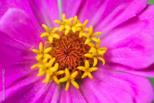 Hot pink zinnia flower