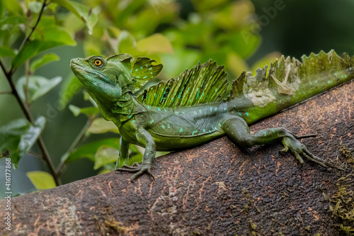 Bild auf Leinwand Green Basilisk lizard (Basiliscus plumifrons) (Jesus Christ Lizard) still on a t