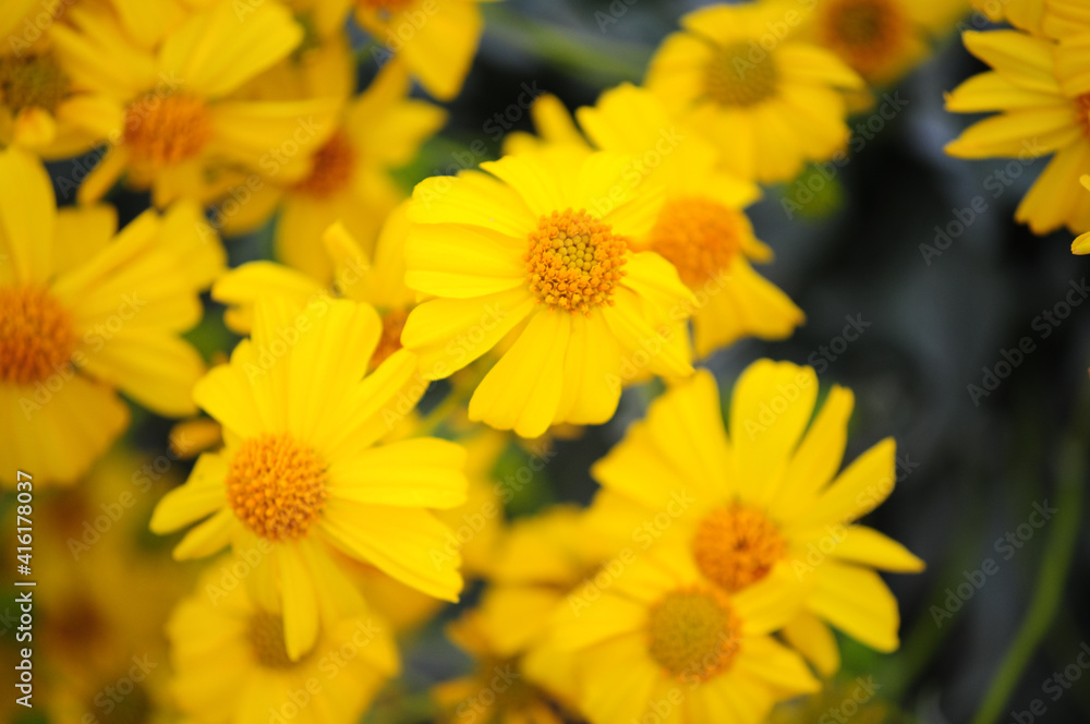 Fototapeta premium Cluster of bright yellow brittlebush wildflowers in bloom, illustrating native Sonoran Desert flora and seasonal ecological adaptation in arid landscapes with high sunlight exposure