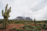 Cacti and wildflowers near snowed Superstition Mountains