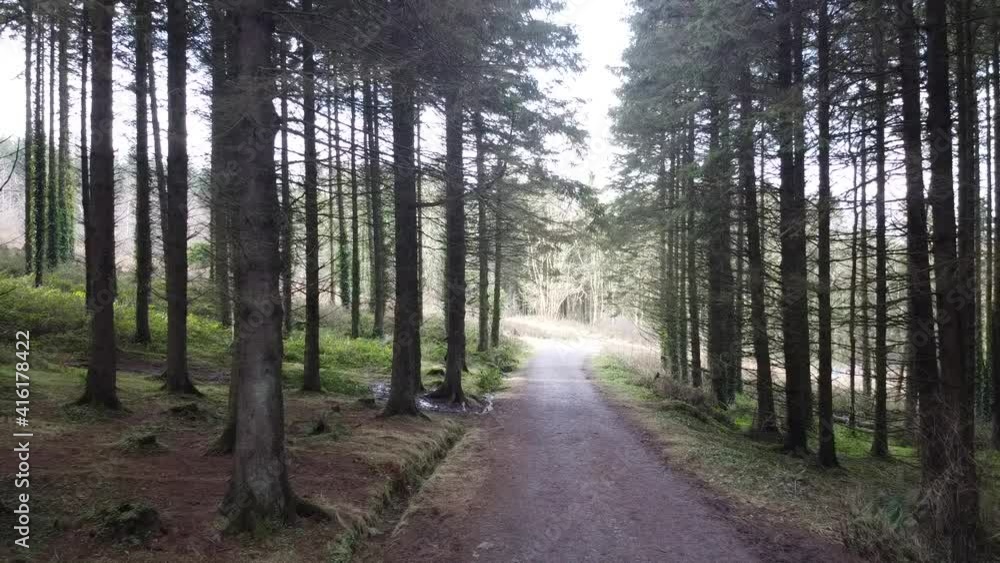 Slow moving shot of tall trees inside woodland Slow moving shot of tall trees inside woodland