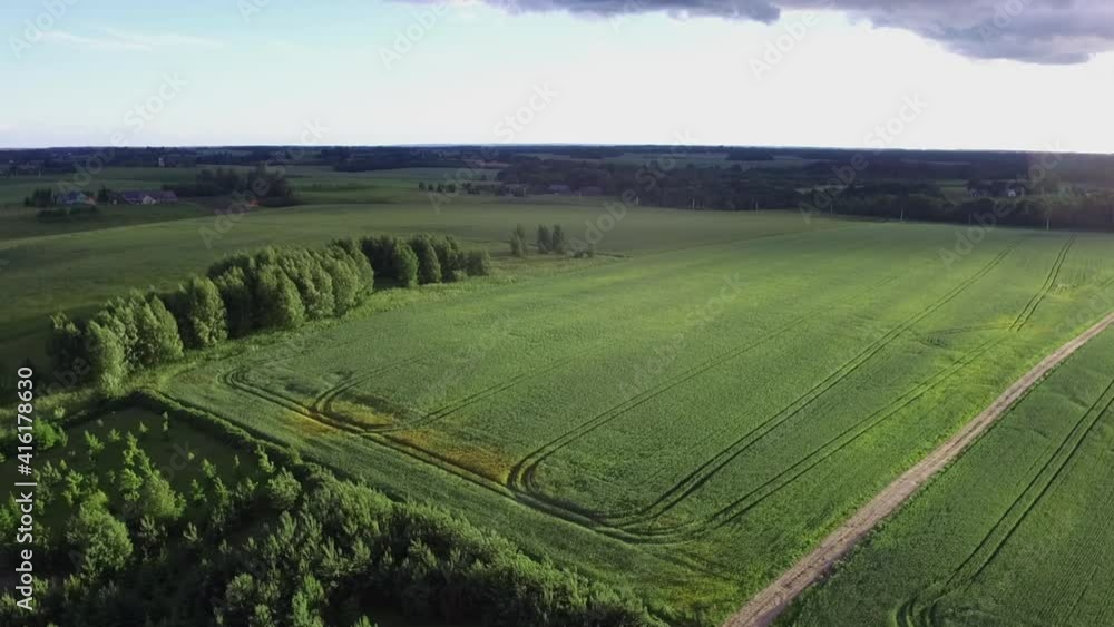 Vibrant green crop fields on a sunny day in summer Vibrant green crop fields on a sunny day in summer