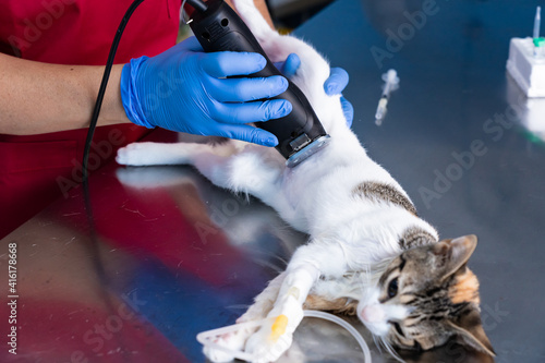 Veterinarian shaving the operating area of ​​a cat, prior to surgery