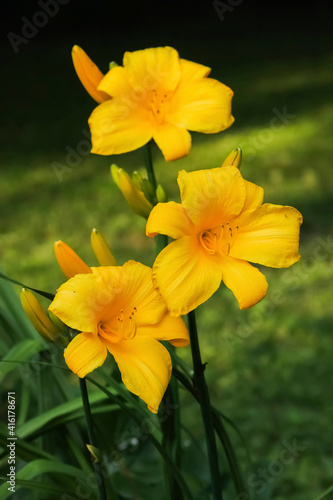 Yellow daylilies