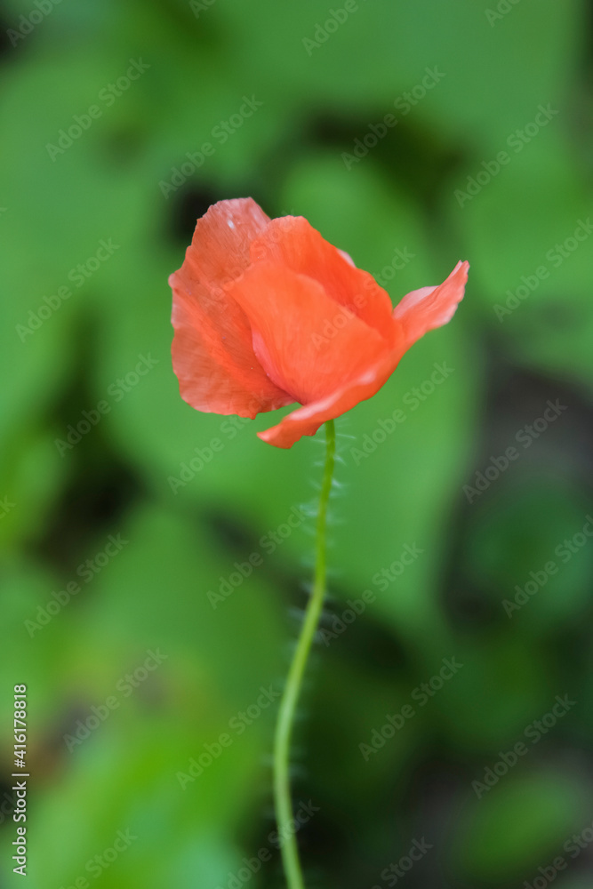 Poppy flower Poppy flower