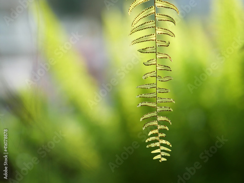 Fern Leaves plant pattern for background.