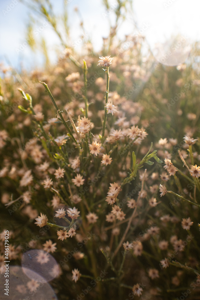 Obraz premium Floral of Southwest Texas