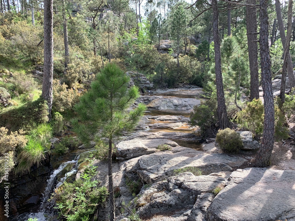 stream in the forest stream in the forest