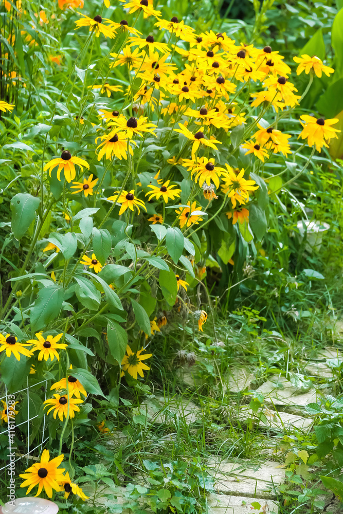 Obraz premium Black-eyed Susan flowers