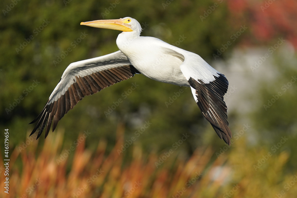 Fototapeta premium American White Pelican