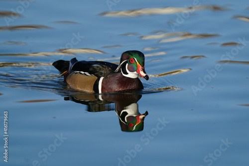 Wood Duck, Santee Lakes California