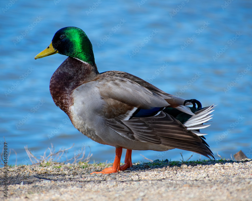 Obraz premium duck on the lake