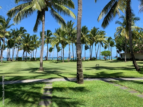 palm trees on the beach