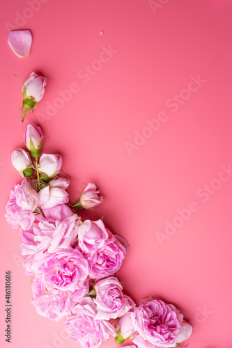 pink roses around pink background. life style concept. flat lay