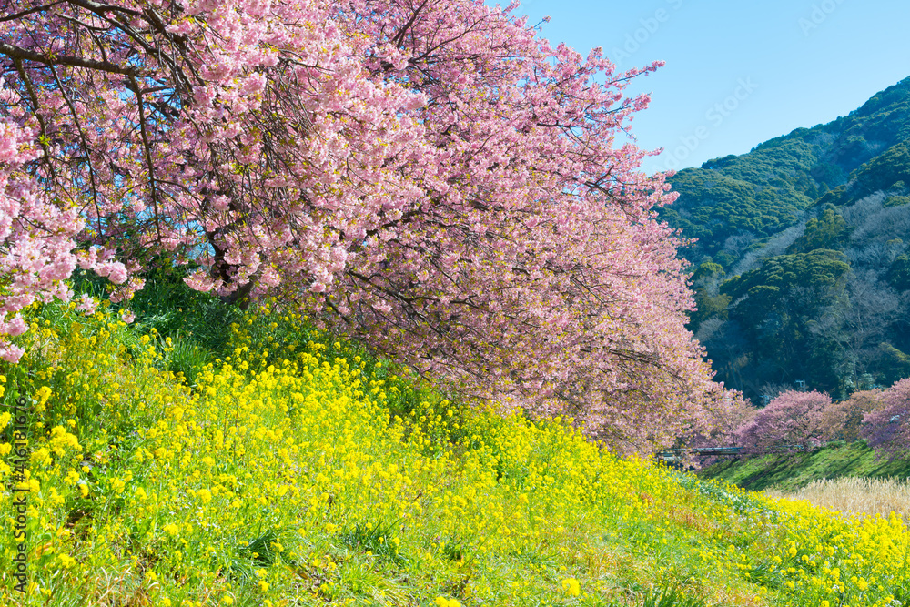 Φωτογραφία みなみの桜と菜の花まつり