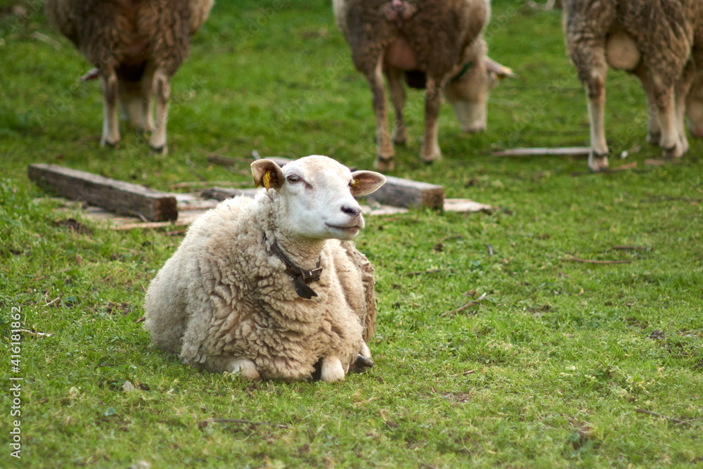 little white sheep on an orange leash looking at the camera with unfocused green background. sheep in the field looking at the camera happy. wild animals in galicia farm animals free little white sheep on an orange leash looking at the camera with unfocused green background. sheep in the field looking at the camera happy. wild animals in galicia farm animals free