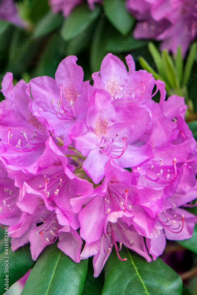 Pink Rhododendron, USA