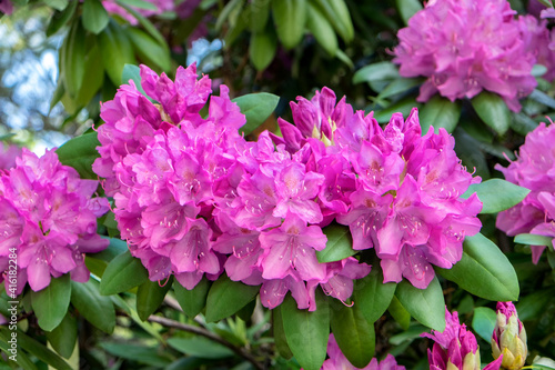 Pink Rhododendron, USA
