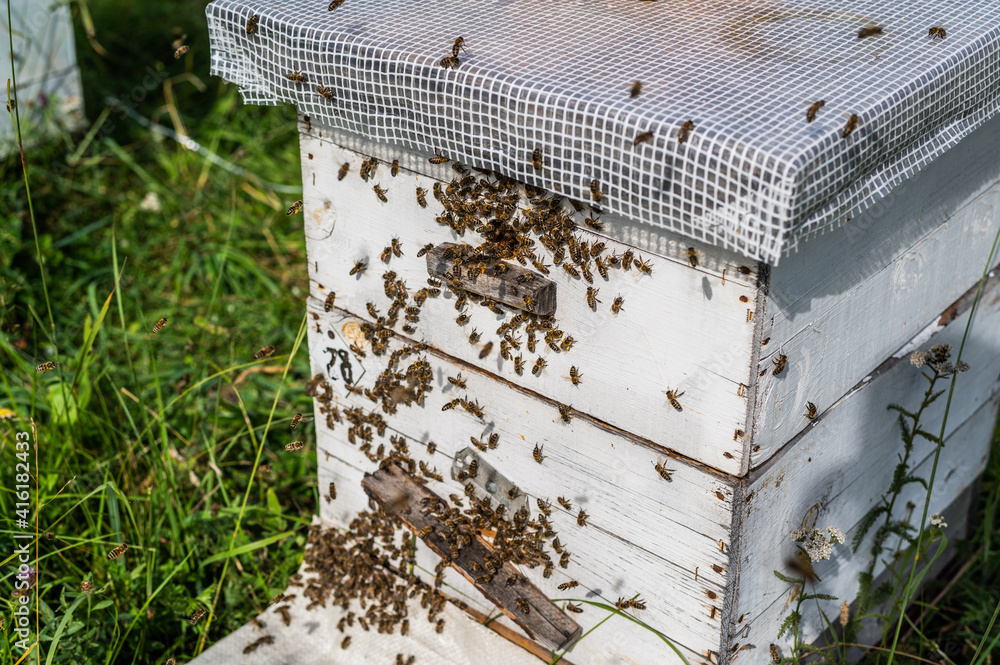 Bees crawling at the entrance to the hive, bee family. Bees flying around the beehives in the apiary. Bees crawling at the entrance to the hive, bee family. Bees flying around the beehives in the apiary.