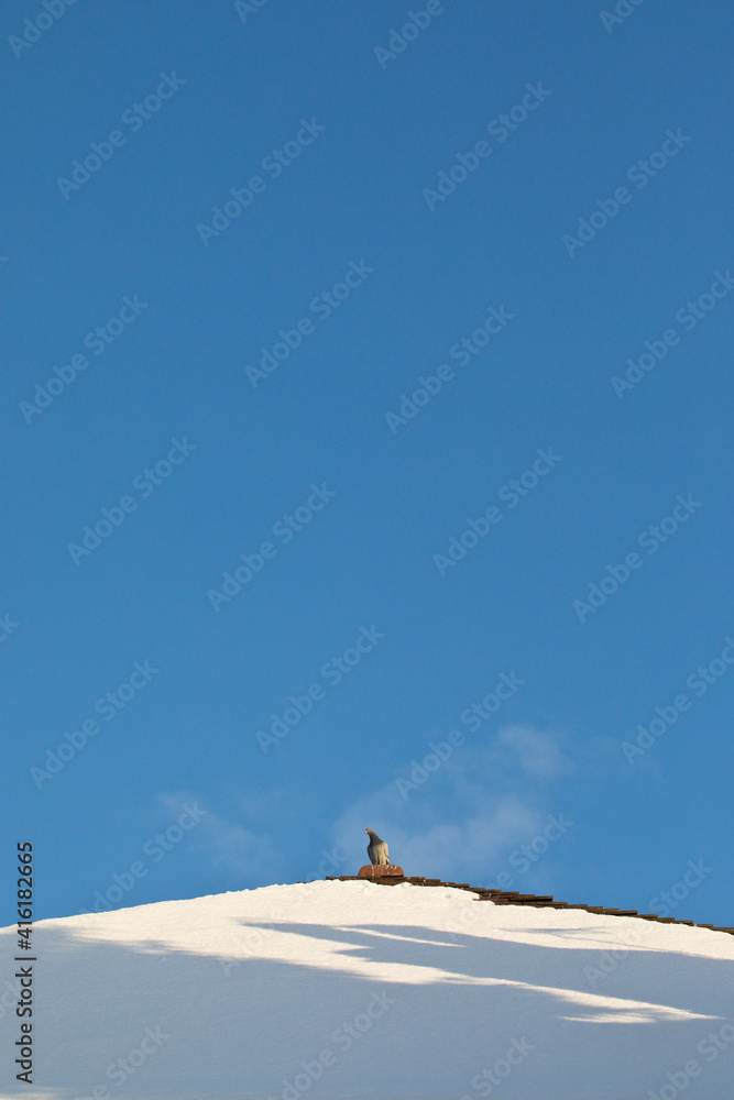 Fototapeta premium Pigeon on a snow covered roof in winter