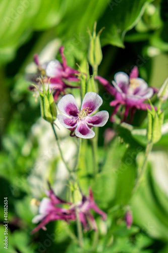 Purple and white Columbine, USA