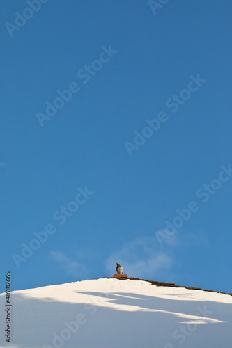 Pigeon on a snow covered roof in winter