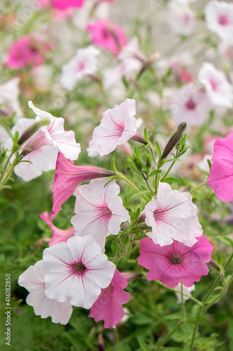 Pink and white petunias, USA