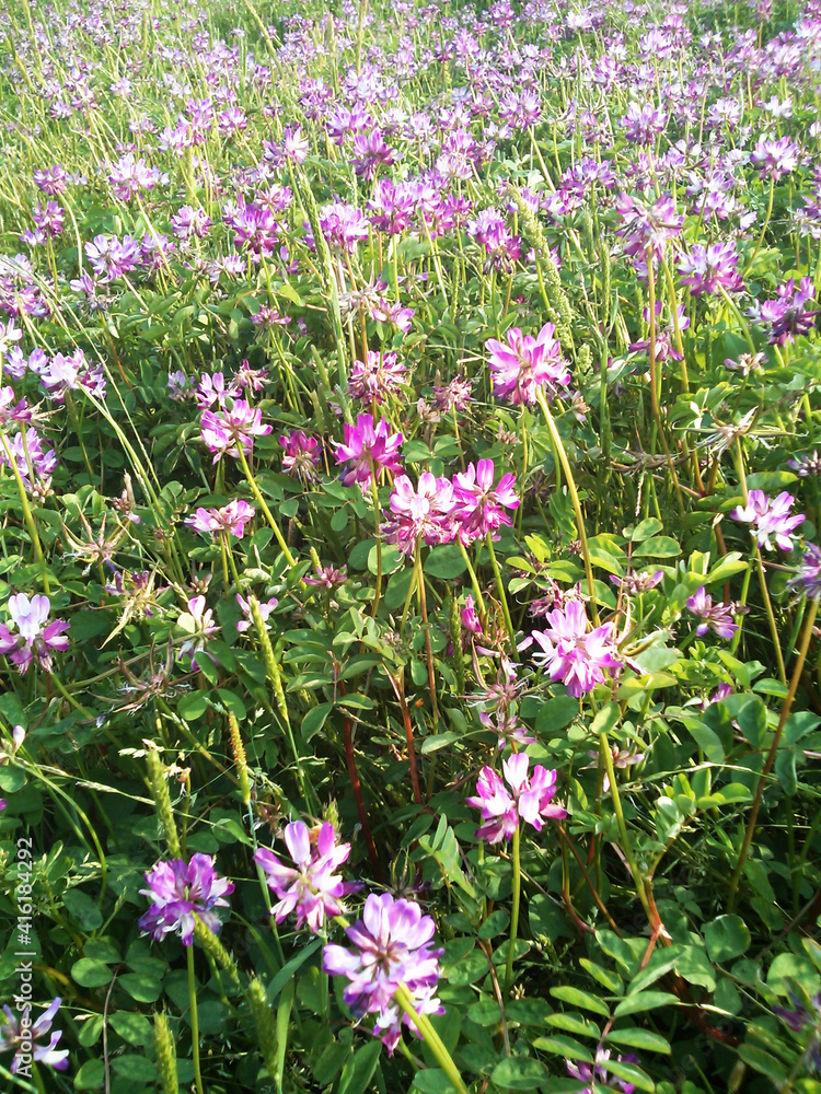 Astragalus Astragalus