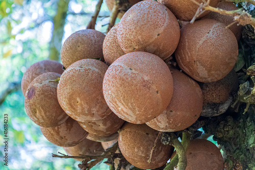 Closeup of the cannon ball tree balls