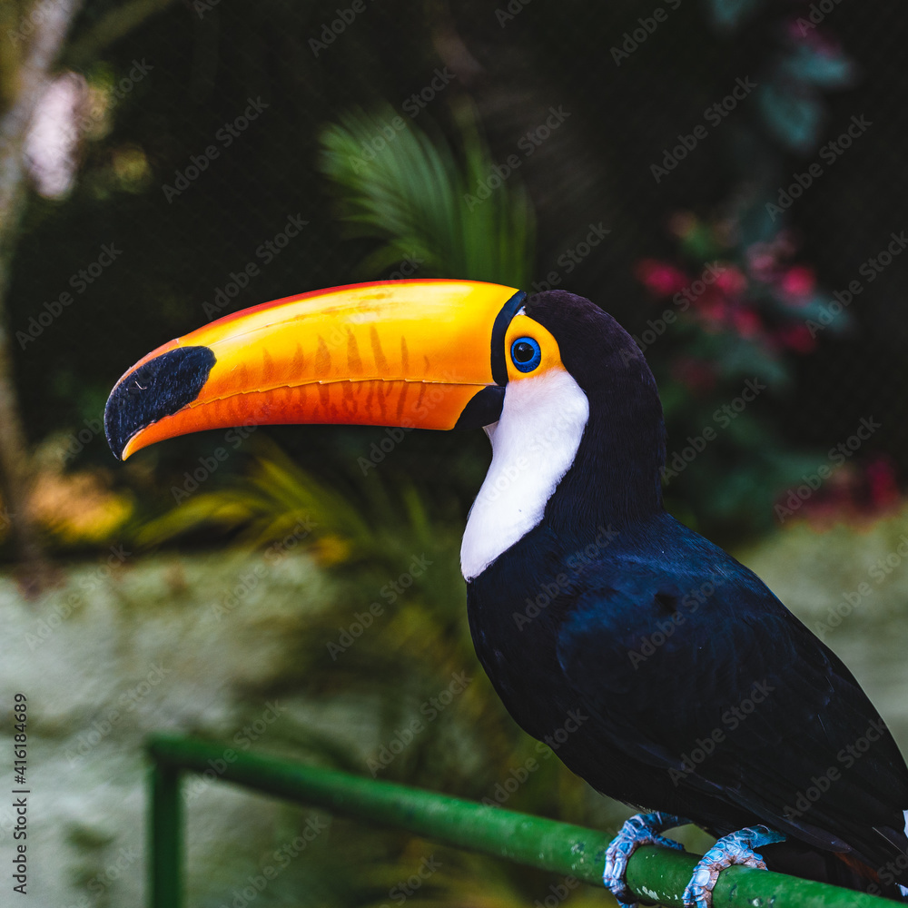 Naklejka premium Toucan em Marechal Floriano Zoo da montanha