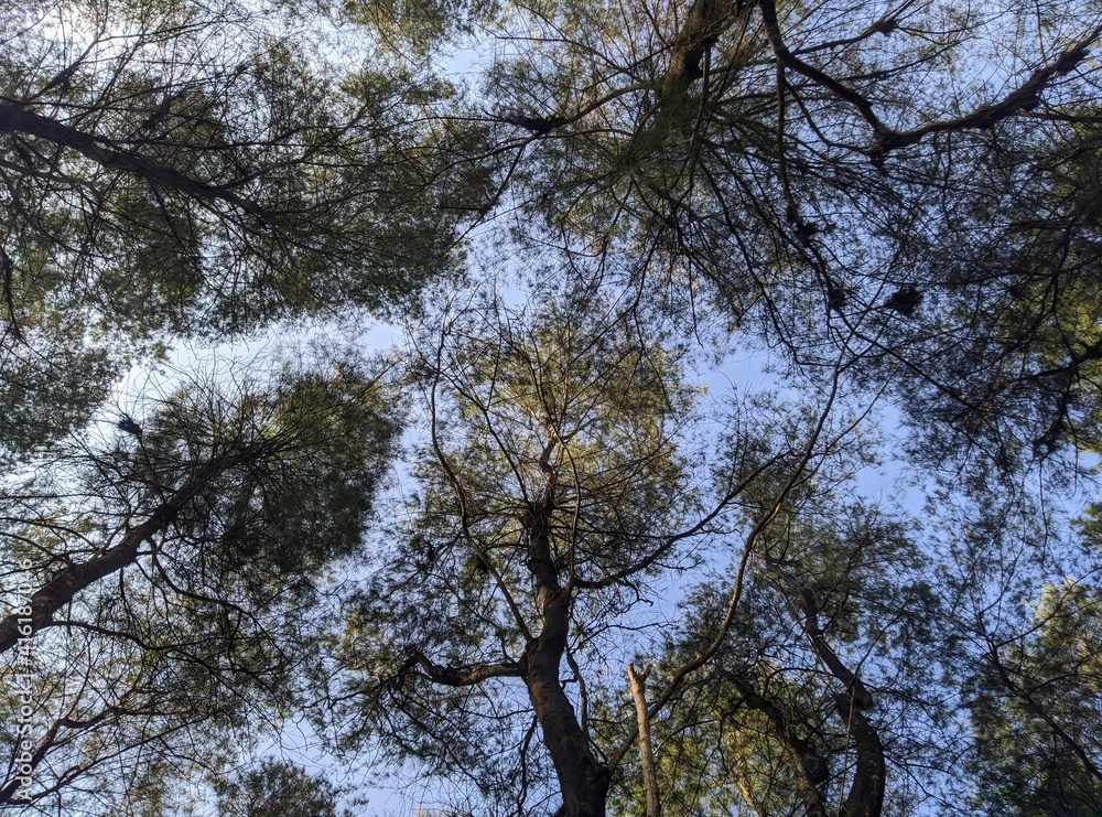 Fototapeta premium trees in the forest