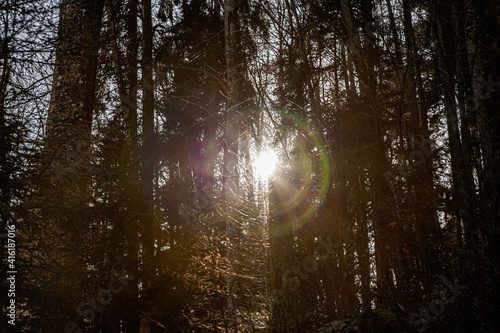 Soleil entre les arbres