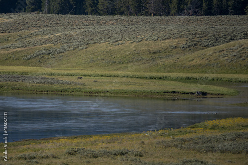 Wolf Stands on Island in Bend of Yellowstone River
