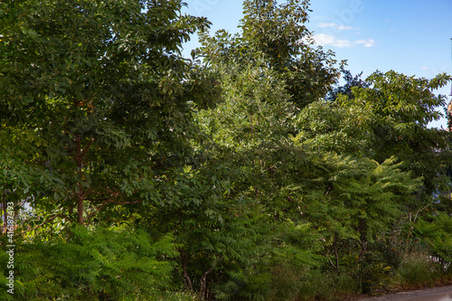 A row of trees in the park