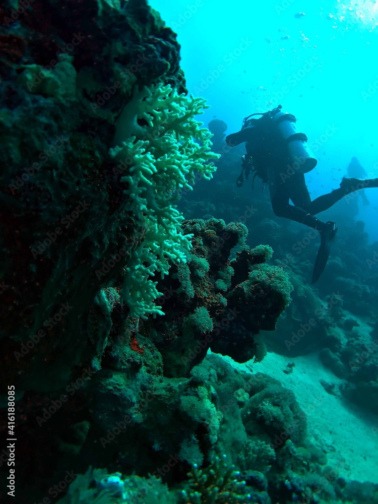 Fototapeta premium scuba diver and coral