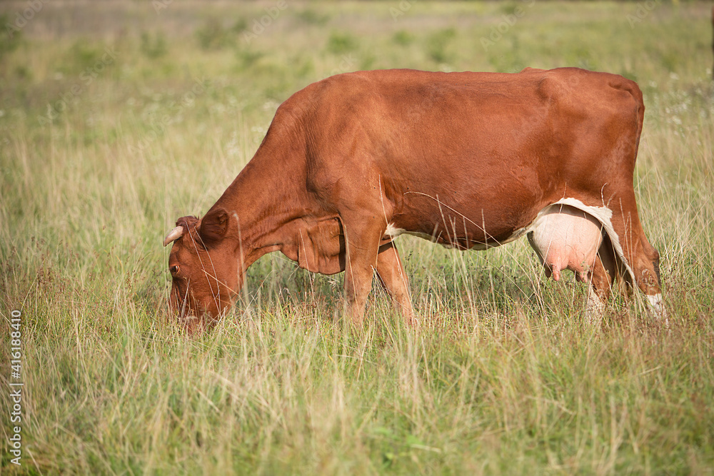 Beautiful cow with horns and udder grazing and eating grass on the field. Beautiful cow with horns and udder grazing and eating grass on the field.