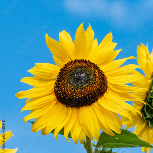 Obraz na płótnie A Giant Sunflower (Helianthus giganteus) against a beautiful blue sky in the summer sunshine. w salonie