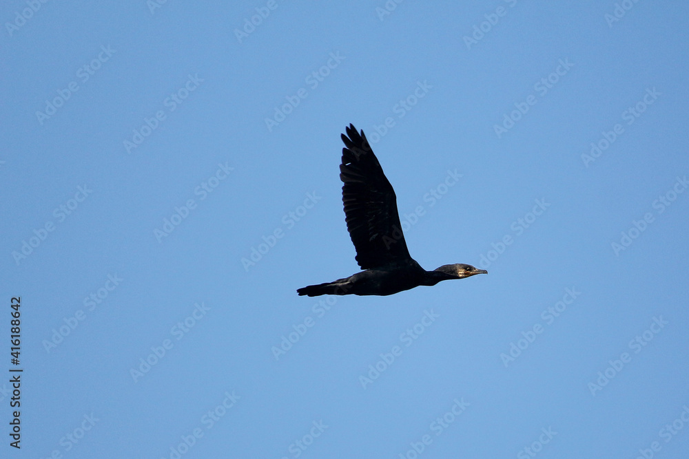 Fototapeta premium bird in flight