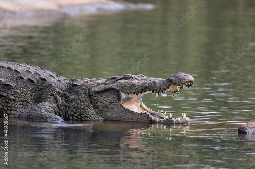 Fotografiet crocodile in the water